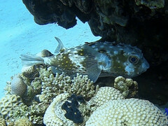 Cyclichthys spilostylus