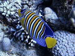 Pygoplites diacanthus