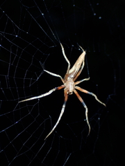 Cyphalonotus