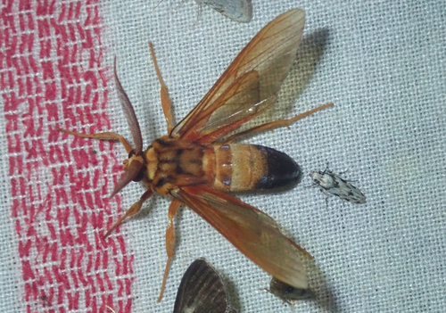 Isanthrene profusa
