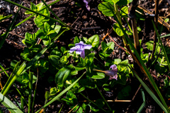 Ruellia cordata