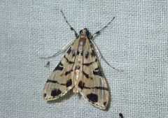 Azochis