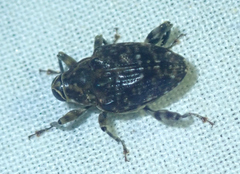 Conoderinae