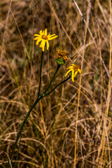 Senecio coronatus