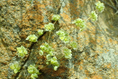 Psammotropha myriantha