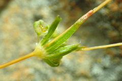 Psammotropha myriantha