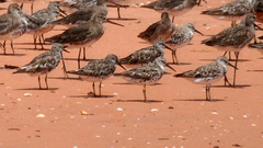 Calidris tenuirostris