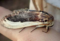Truncaptera gigantea