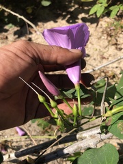 Ipomoea pedicellaris