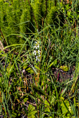 Stachys nigricans