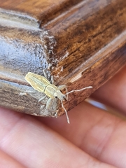 Naupactus xanthographus