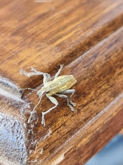 Naupactus xanthographus