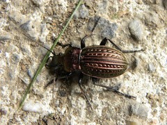 Carabus ulrichii