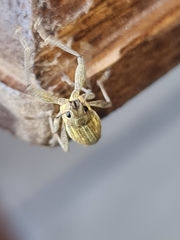 Naupactus xanthographus