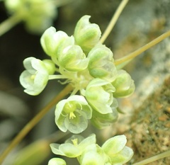 Psammotropha myriantha