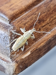 Naupactus xanthographus