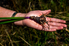 Tulbaghia ludwigiana