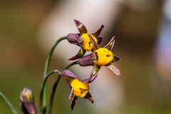Tulbaghia ludwigiana