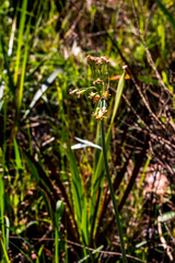 Tulbaghia ludwigiana