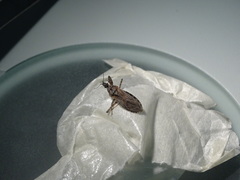 Oncocephalus squalidus