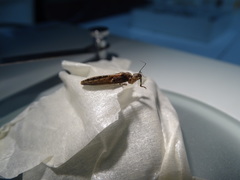 Oncocephalus squalidus