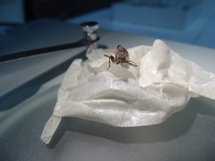 Oncocephalus squalidus