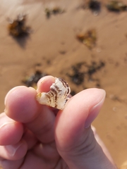 Pterioidea