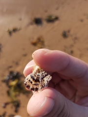 Pterioidea