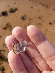 Pterioidea