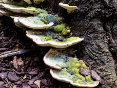 Trametes polyzona