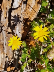 Ursinia dentata