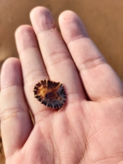 Siphonaria denticulata