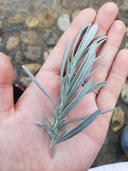 Lavandula angustifolia