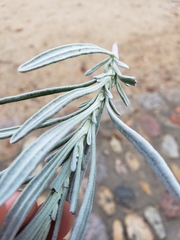 Lavandula angustifolia