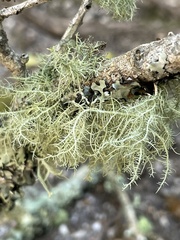 Usnea barbata