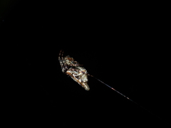 Cyclosa confusa