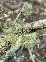 Usnea barbata