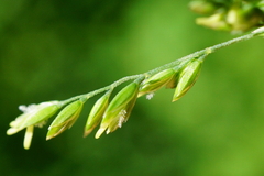 Poa trivialis