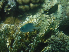 Amblyglyphidodon indicus