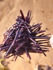 Centrostephanus rodgersii