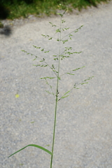 Poa trivialis