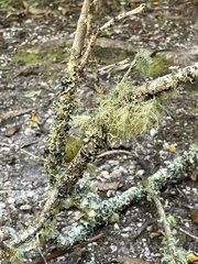 Usnea barbata