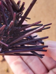 Centrostephanus rodgersii