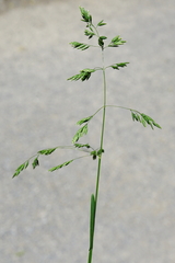 Poa trivialis