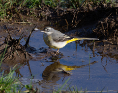 Motacilla cinerea cinerea