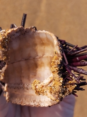 Centrostephanus rodgersii