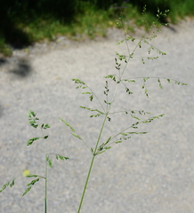Poa trivialis