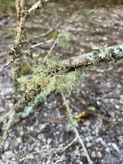 Usnea barbata