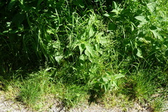 Poa trivialis