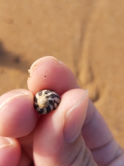 Austrocochlea porcata